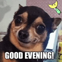 a small dog is smiling with the words `` good evening '' written below it .