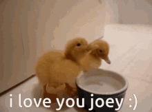 Catsoda Joeyspurt GIF - Catsoda Joeyspurt Duck GIFs