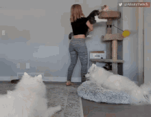 Alinity Samoyeds GIF - Alinity Samoyeds Cats GIFs