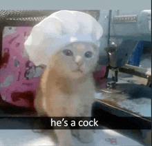 a cat wearing a chef 's hat says he 's a cock .