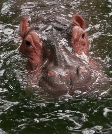 Le Ear Stroke GIF - Hippopotamus Hippo Ear GIFs