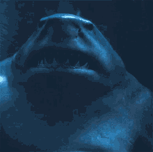 Take A Deep Breath King Shark GIF