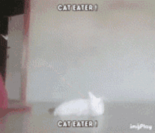 Cat Eater GIF - Cat Eater GIFs