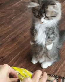 Nom Kitten GIF - Nom Kitten Hungry GIFs