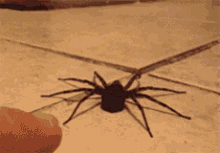 Cartoon Run GIF - Spider Insect Run GIFs