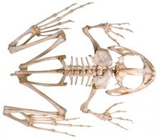 Frog Skeleton GIF - Frog Skeleton Image GIFs