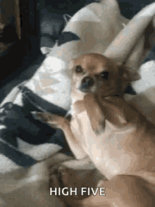 Come On Dogs GIF