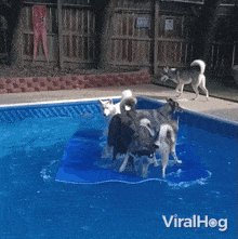 Stuck On Floating Mat Dogs GIF