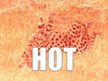 Hot Car GIF - Hot Car Hot Cat GIFs