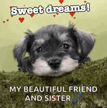 a puppy with the words sweet dreams my beautiful friend and sister written on it