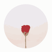 valentine flower