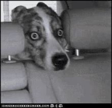 Scary Drive GIF - Dog Scared Car GIFs