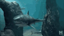 Swim Shark GIF - Swim Shark Talking GIFs