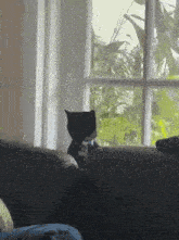 a black cat is sitting on a couch next to a window .