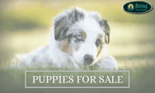 kittens for sale breeders of bengal cats australian shepherd puppy puppies for sale