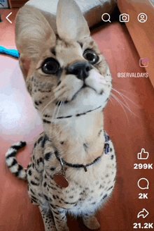 Wow Now This Is A Cat GIF