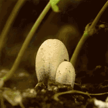 Little White Mushroom Doubleblind GIF - Little White Mushroom Doubleblind Shroom GIFs
