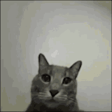 Cat Middle Finger GIF - Cat Middle Finger Mhm GIFs