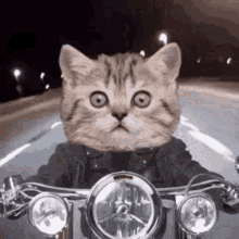 Cat Funny GIF - Cat Funny Motorcycle GIFs