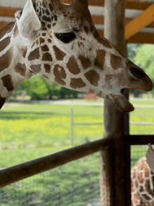 Giraffe Zoo GIF