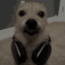 Watermeljin Dog GIF - Watermeljin Dog Headphones GIFs