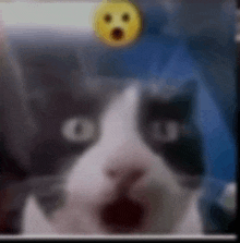 Mrki Emoji GIF - Mrki Emoji Cat GIFs