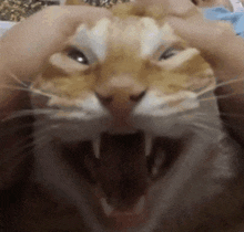 Ahhahahahahaha Cat GIF - Ahhahahahahaha Cat Car GIFs