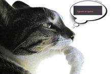 a black and white cat with a thought bubble that says " удалить из группы "