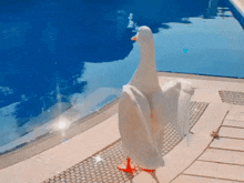 Flappy Duck GIF - Flappy Duck Wings GIFs