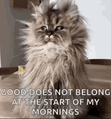 Good Morning Unhappy GIF - Good Morning Unhappy Grumpy Cat GIFs
