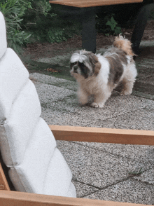 Luther Dog GIF - Luther Dog Walk GIFs