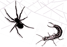 a spider and a scorpion are fighting on a web .
