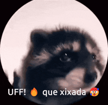 a picture of a raccoon with the words uff que xirada written below it