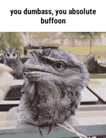 Frogmouth Frogmouth Bird GIF