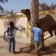 Camel Throw GIF - Camel Throw Angry GIFs