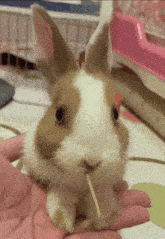 Bunny Rabbit GIF - Bunny Rabbit Cute Bunny GIFs