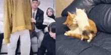 Jayascats Enhypen Cat GIF