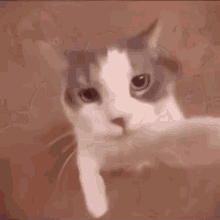 a close up of a cat 's face looking at the camera with a blurry background .