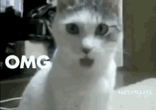 a white cat is making a funny face and looking at the camera with the word omg above it .