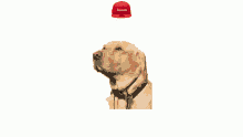 Dog Hat GIF - Dog Hat Franklin GIFs
