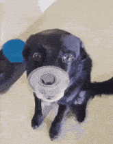 a black dog with a pacifier in its mouth looks at the camera