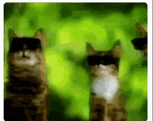 Cats Cool GIF - Cats Cool GIFs