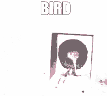 bird kiwi