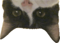 a close up of a black and white cat 's face against a white background