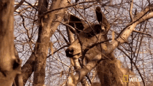 Chital Deer Tigers Fight For Territory GIF - Chital Deer Tigers Fight For Territory Howling GIFs