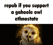gahoole meme memes owl ethnostate
