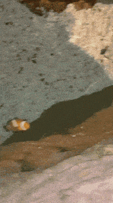 Clownfish Seaworld San Diego GIF