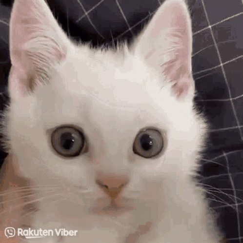 ANGRY CAT - ok cat - ANGRY CAT - ok cat - GIF on Imgur