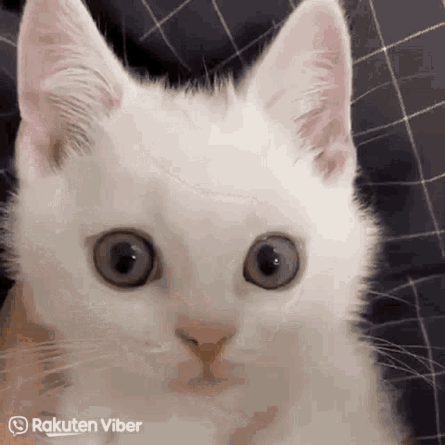 Cat Angry Angry Cat GIF - Cat Angry Angry Cat Cat - Discover & Share GIFs