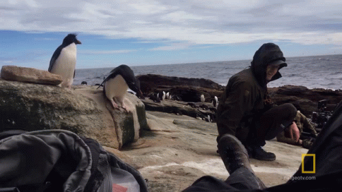 A penguin jumps off a rock to investigate a Nat Geo journalist.